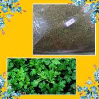 سبزی جعفری خشک شده محلی وخانگی شمال بدون ساقه وتمیز  در بسته بندی (100)گرمی