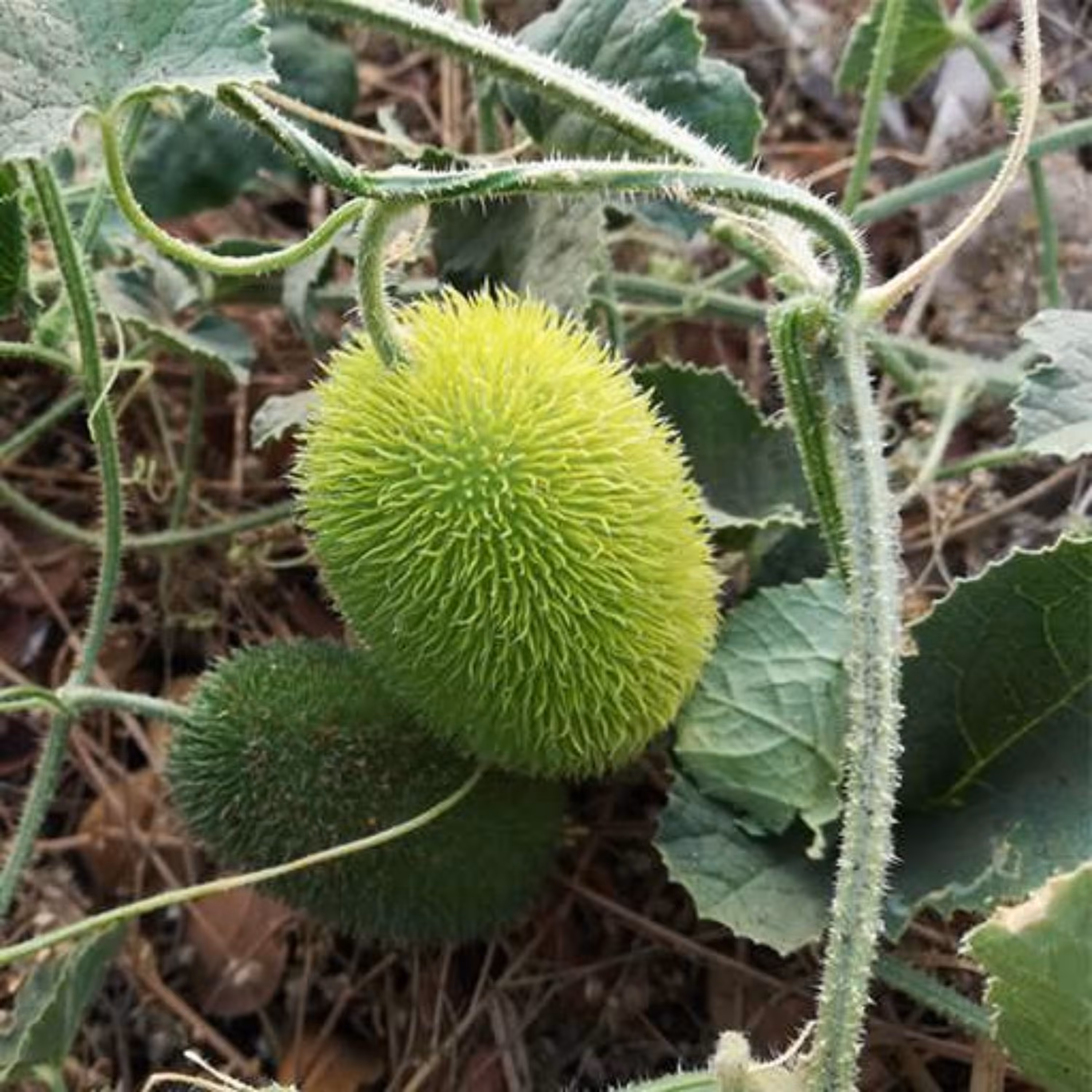 بذر خیار جوجه تیغی 5 عددی