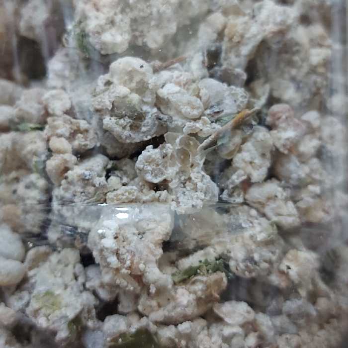 شیرخشت زردی کودک