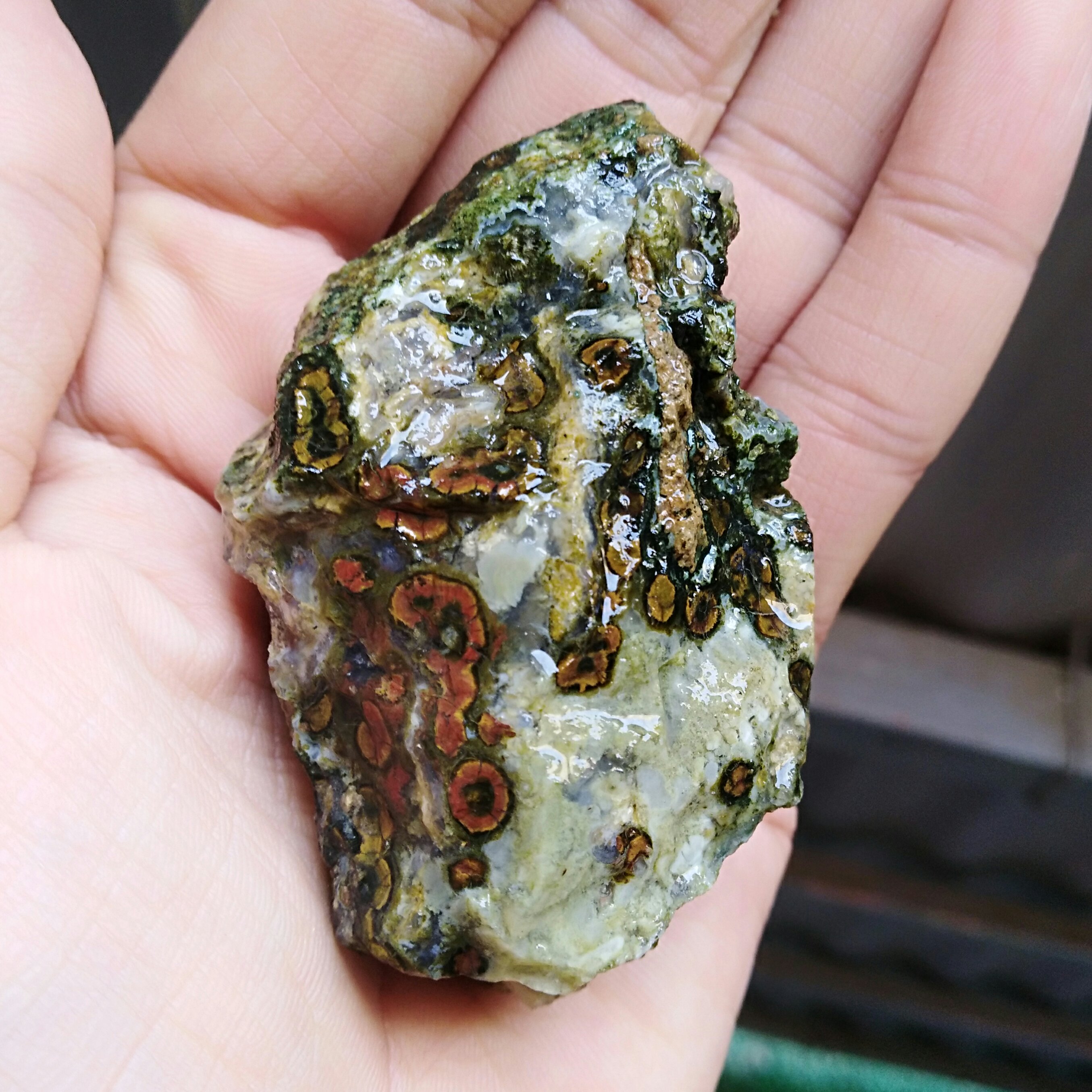 راف جاسپر اقیانوسی(باباقوری دار) دیدنییی
کاملا طبیعی