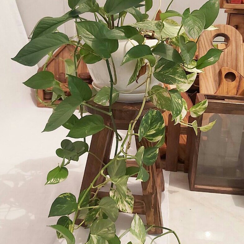 استند گل و گلدان چوبی رنگ قهوه ای چوب روس ضد آب