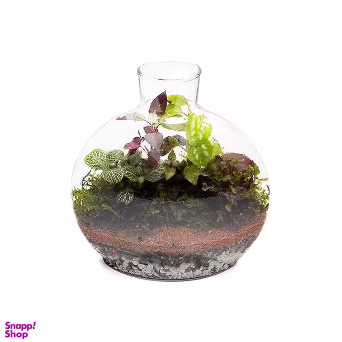 تراریوم شیشه ای سایز کوچک