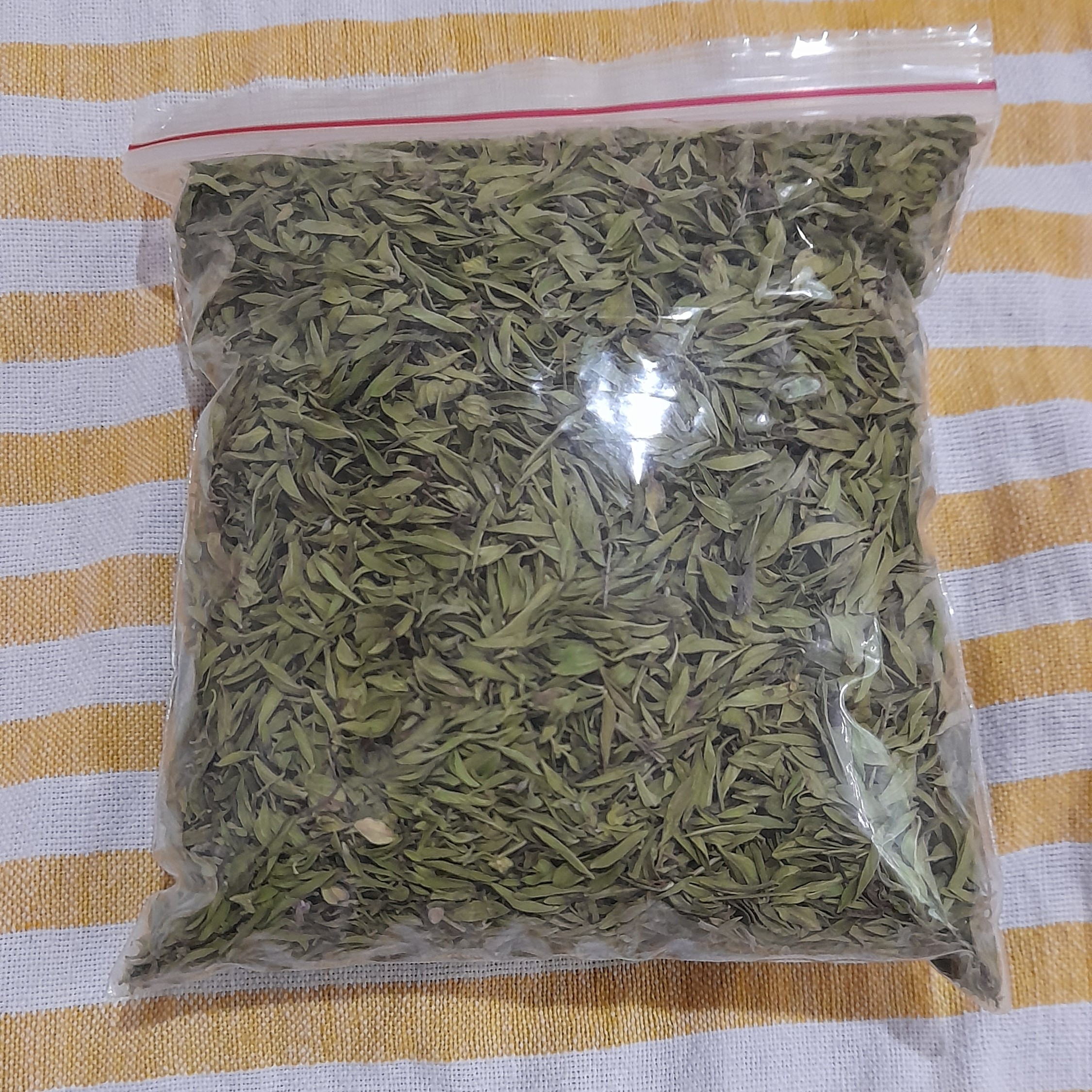 کاکوتی (آنُوخ)