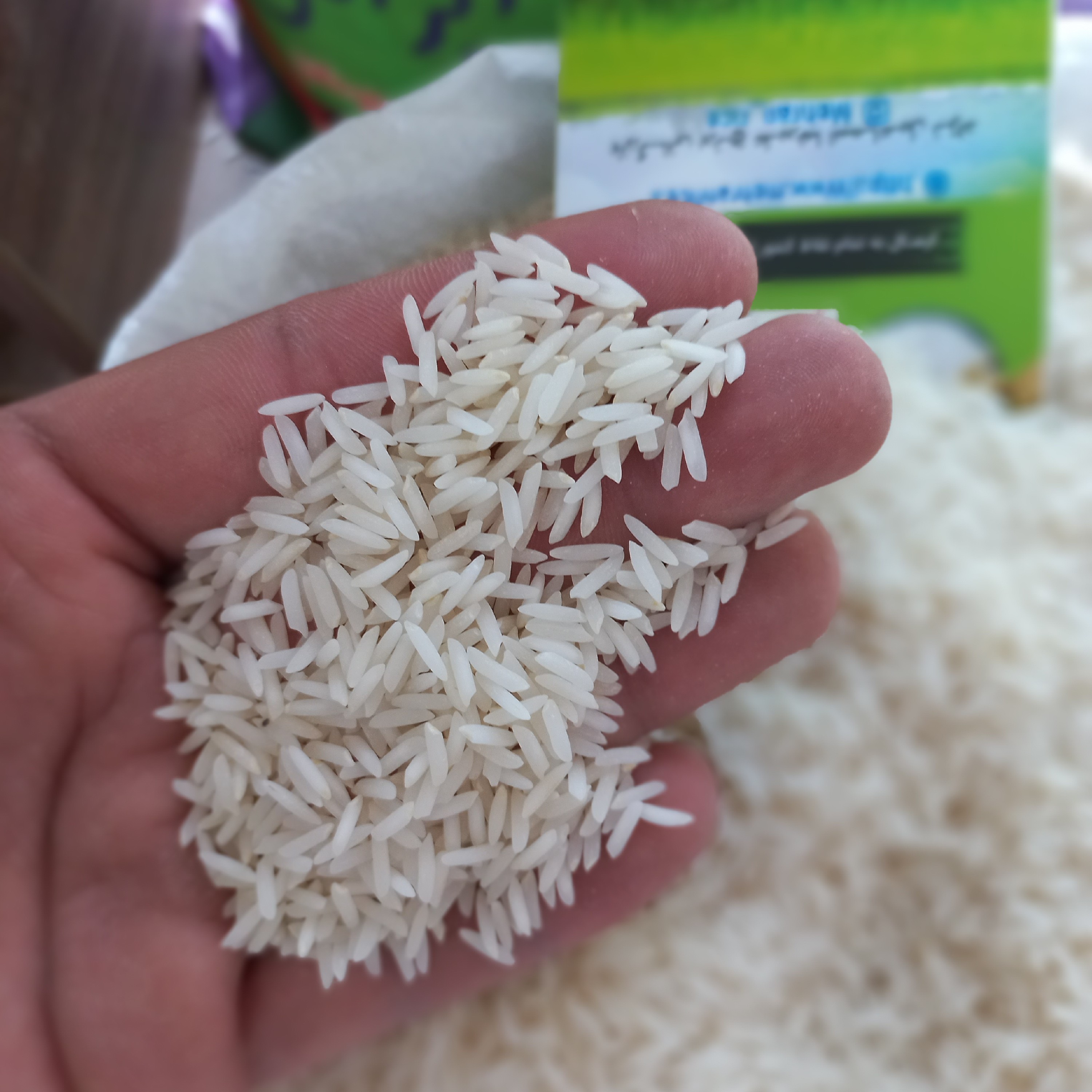 برنج شیرودی فریدونکنار (10 کیلویی) بوجاری و سورت شده و ارسال رایگان