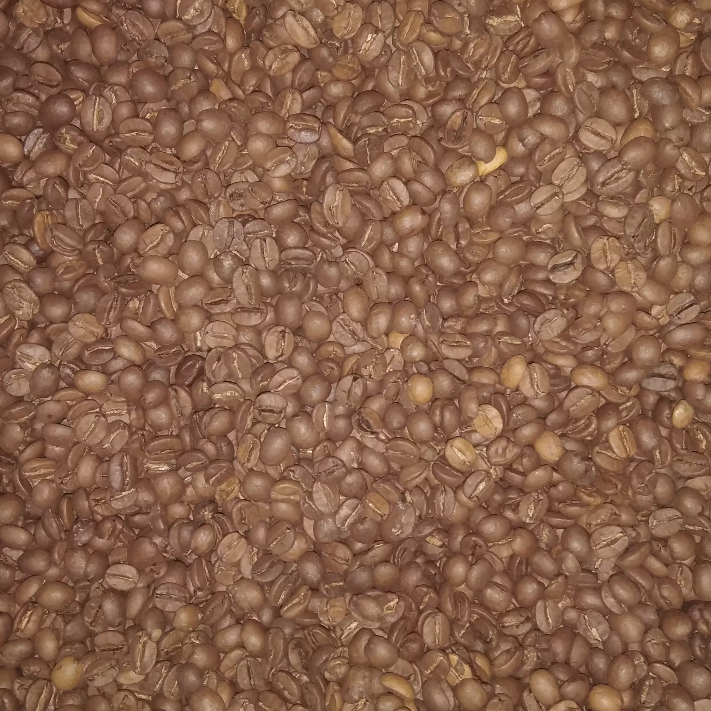 دانه قهوه عربیکا برزیل