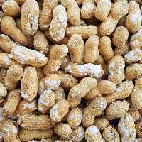 بادام زمینی غلافدار نمکی تازه و درشت ارسال رایگان