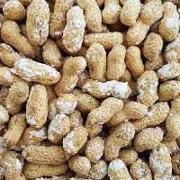 بادام زمینی غلافدار نمکی تازه و درشت ارسال رایگان