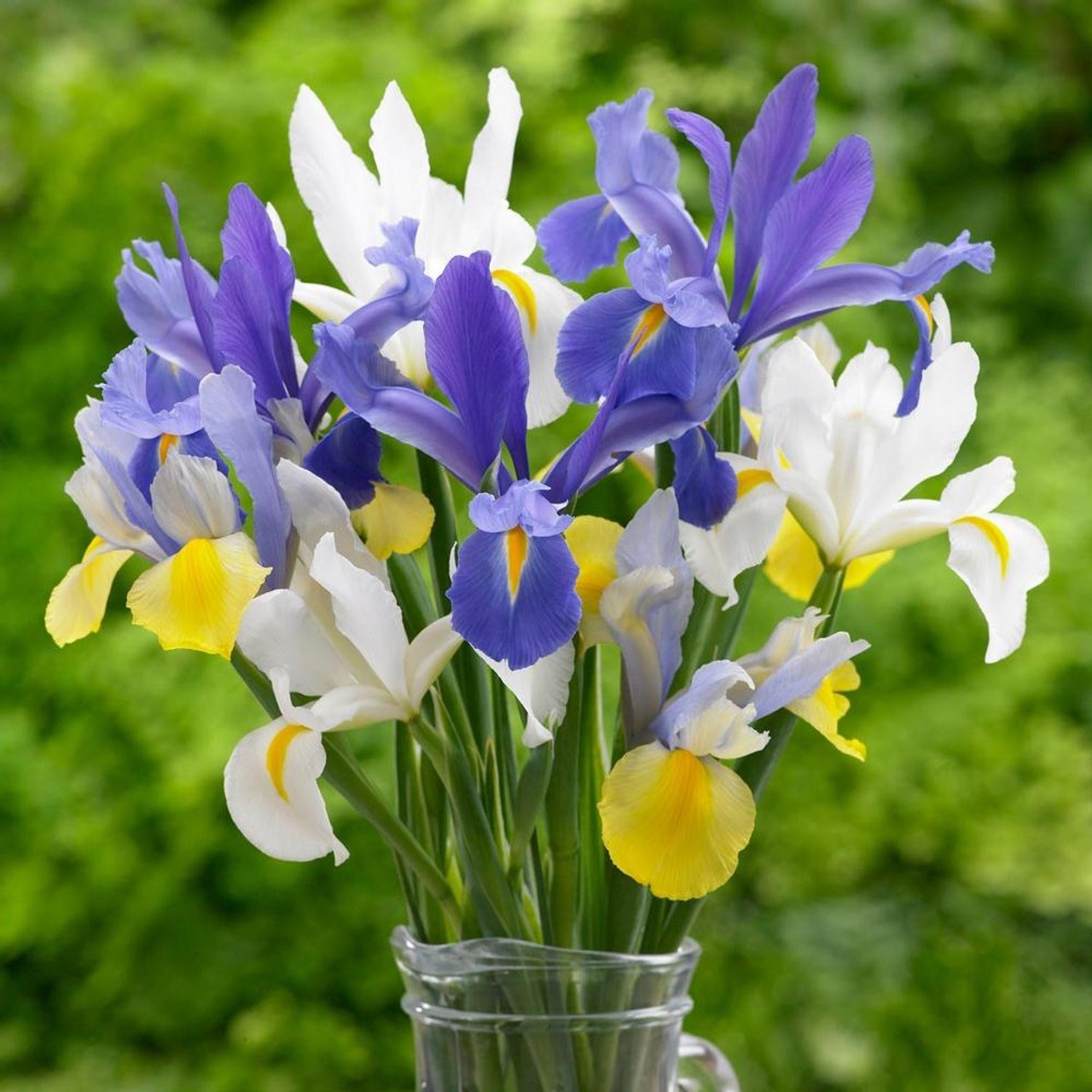 پیاز گل زنبق آلمانی مخلوط سفید و بنفش(25عددی)
