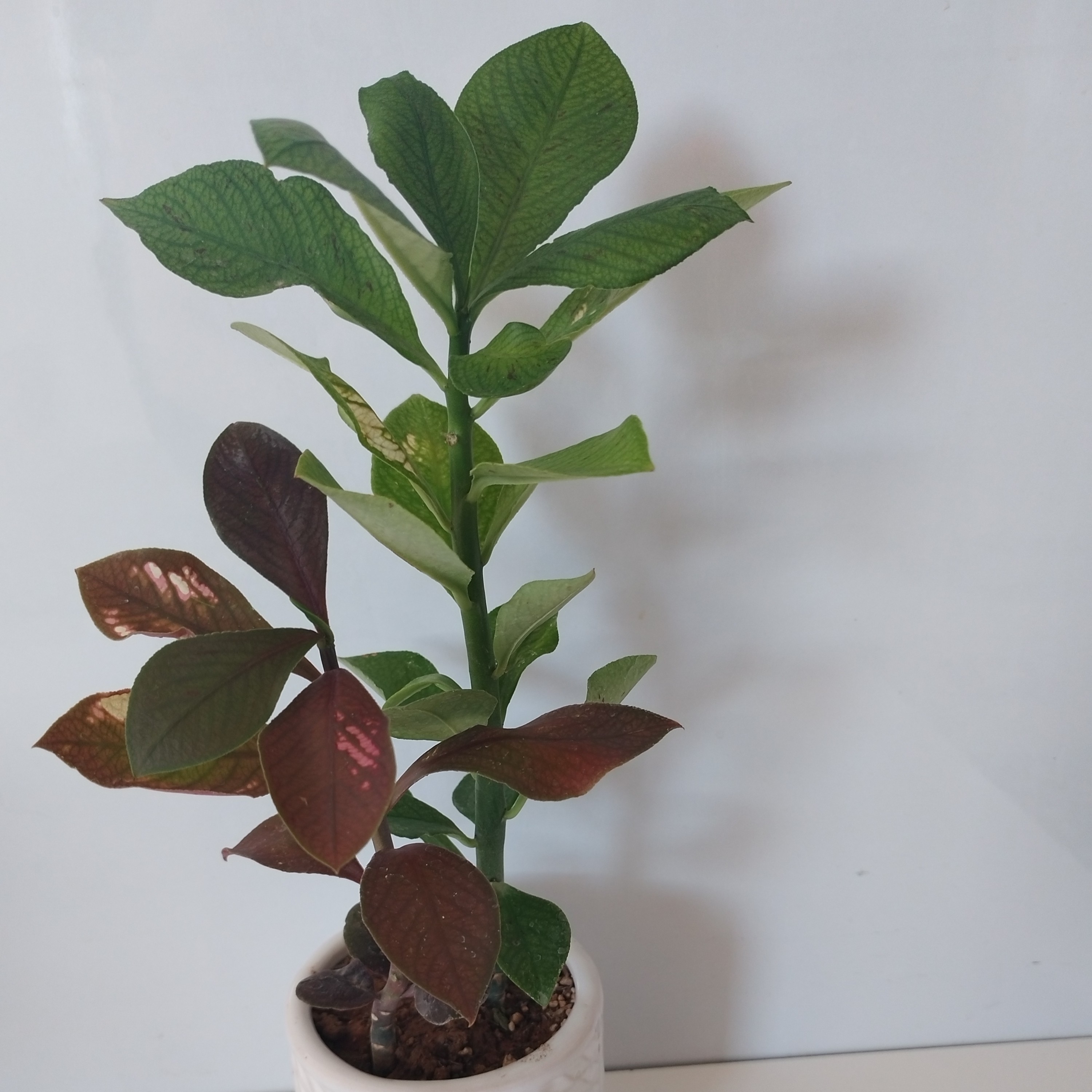 گل فردوس با گلدان سرامیکی