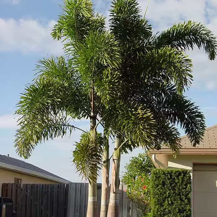 1 عدد  بذر نخل دم روباهی اصل - Foxtail Palm