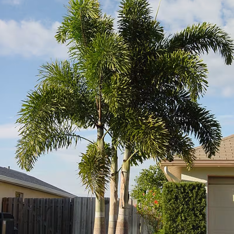 1 عدد  بذر نخل دم روباهی اصل - Foxtail Palm
