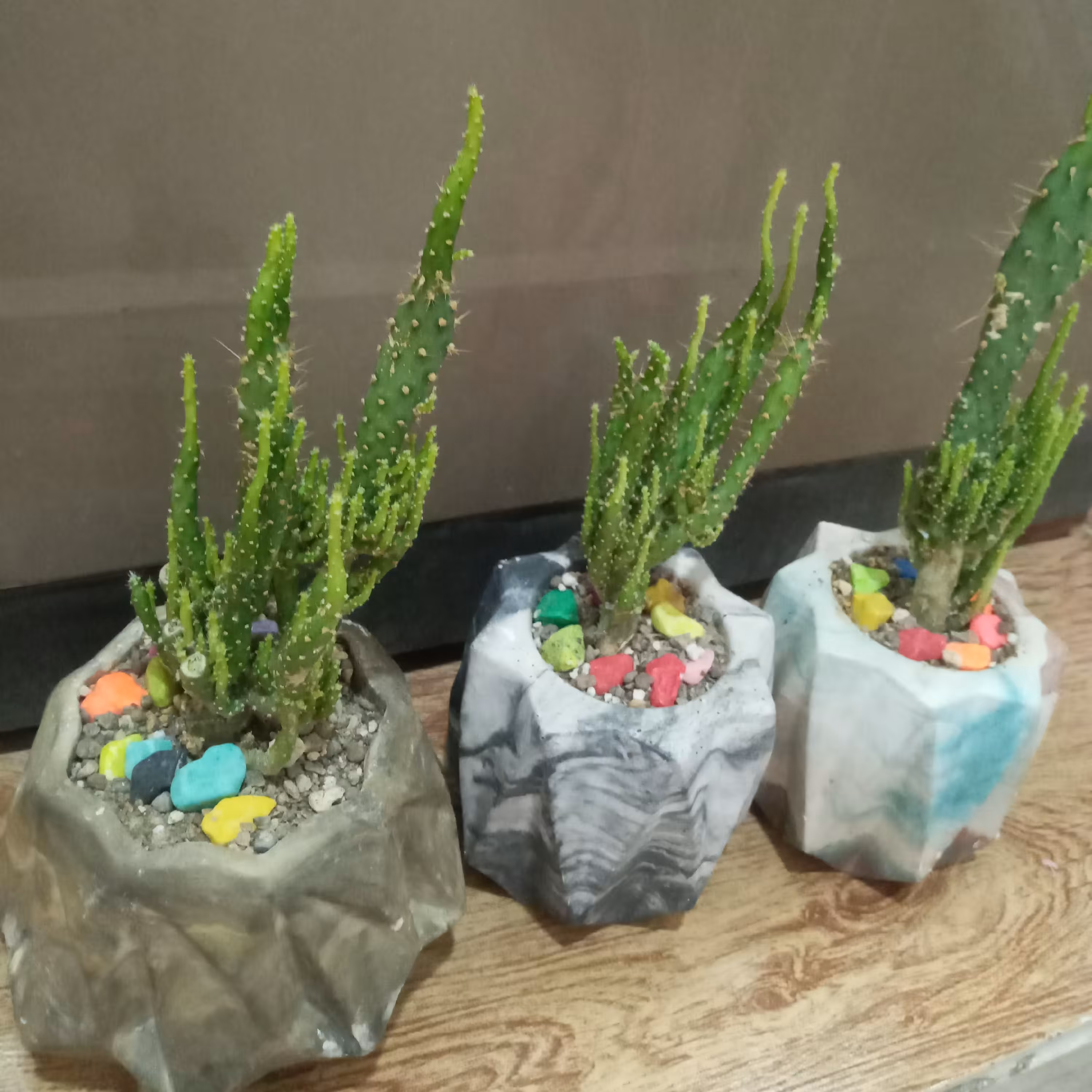 گلدان به همراه کاکتوس   شاداب و پر انرژی 