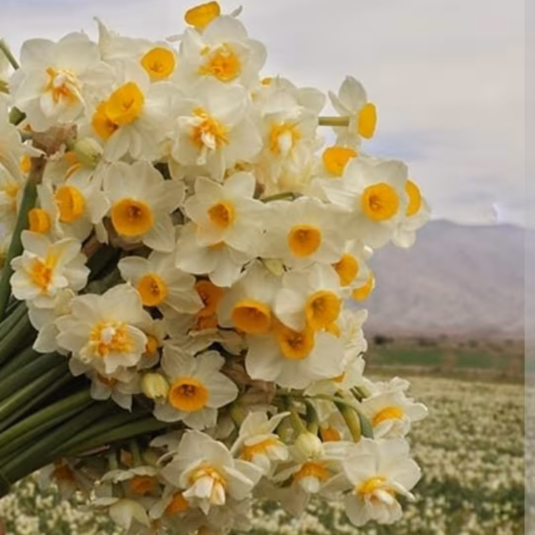 پیاز گل نرگس (بسته  2 کیلویی که 1 کیلو شهلا و 1 کیلو شصت پر است به صورت جداگانه )