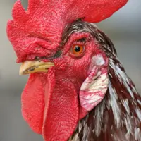 خروس محلی شمال