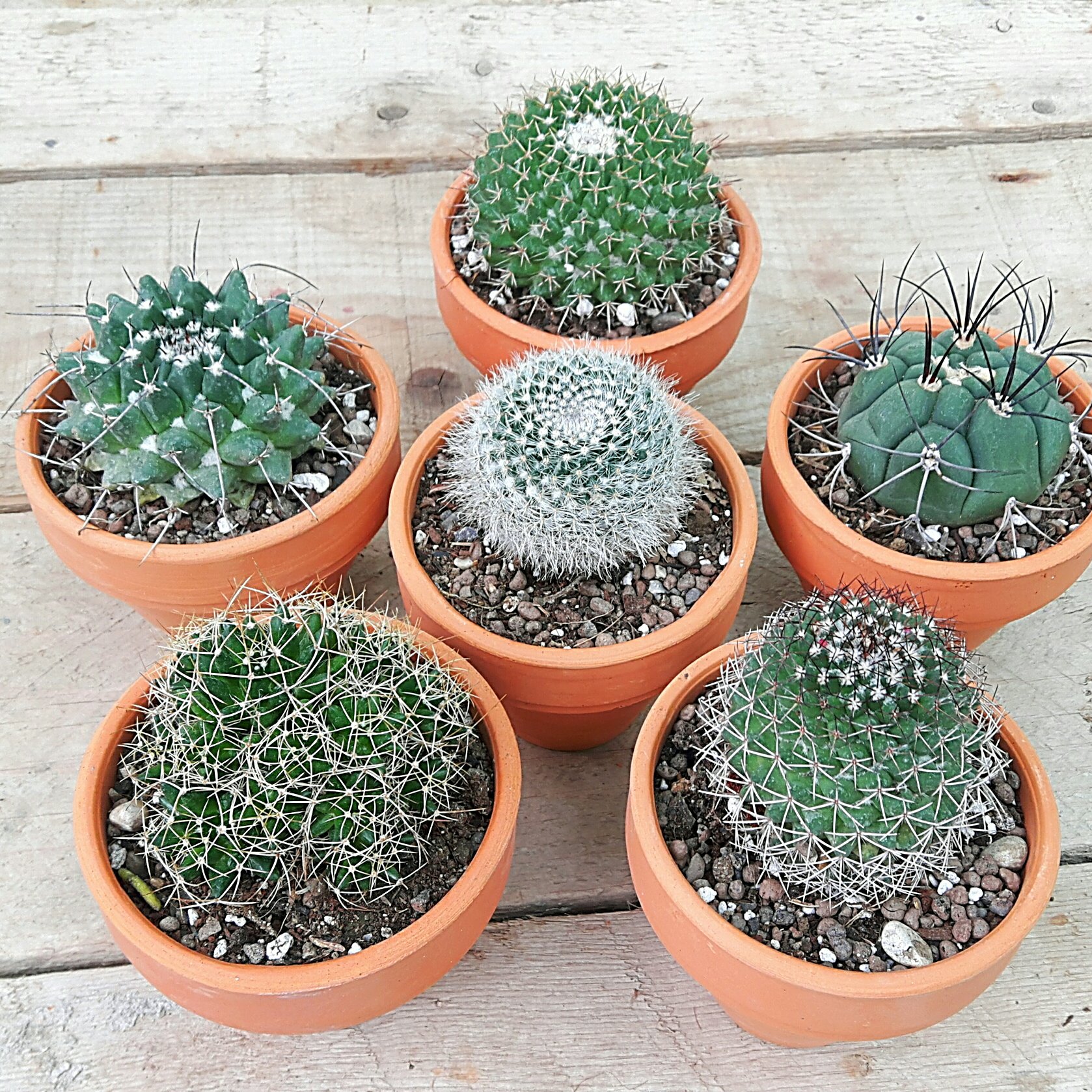 پکِ 6 تایی کاکتوس گلدان سایز 8
