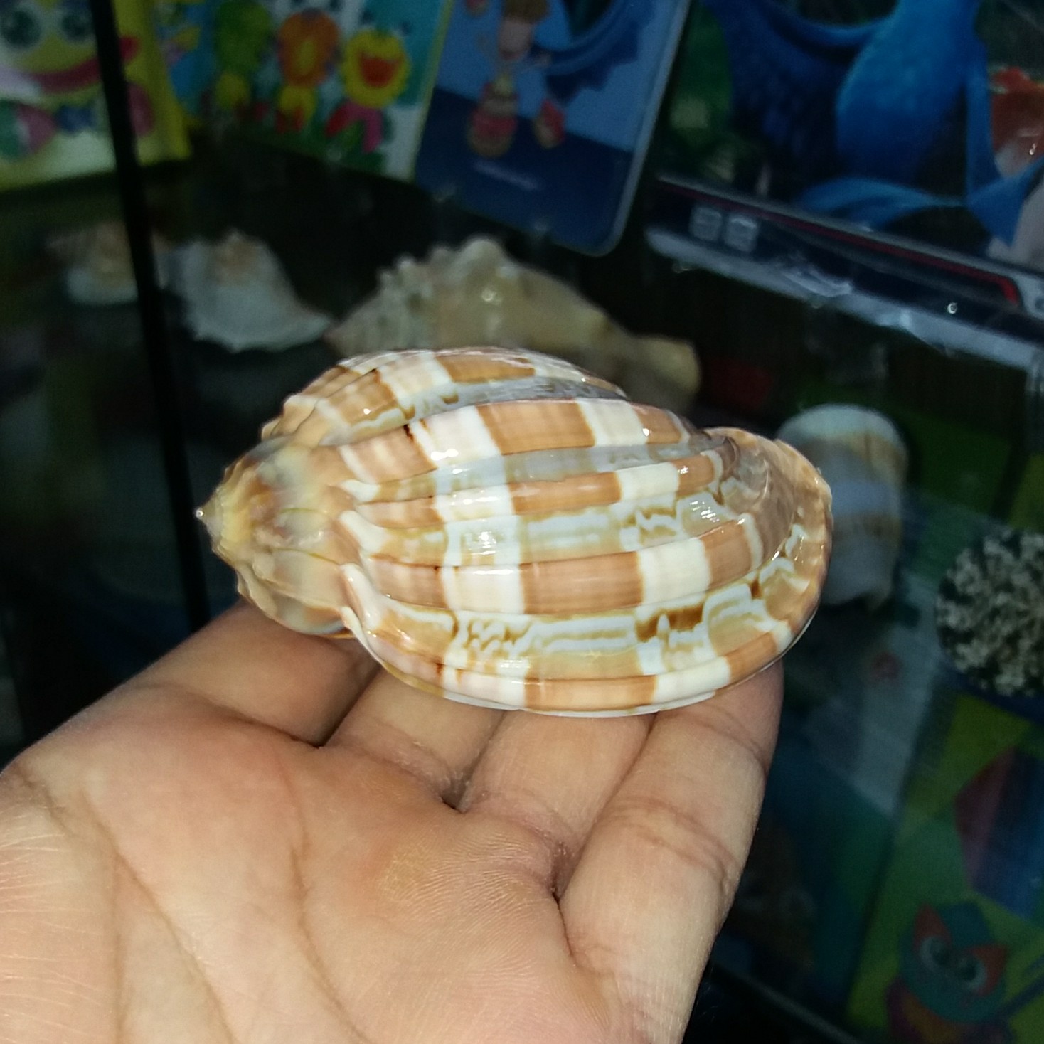 صدف دریایی( هارپ)