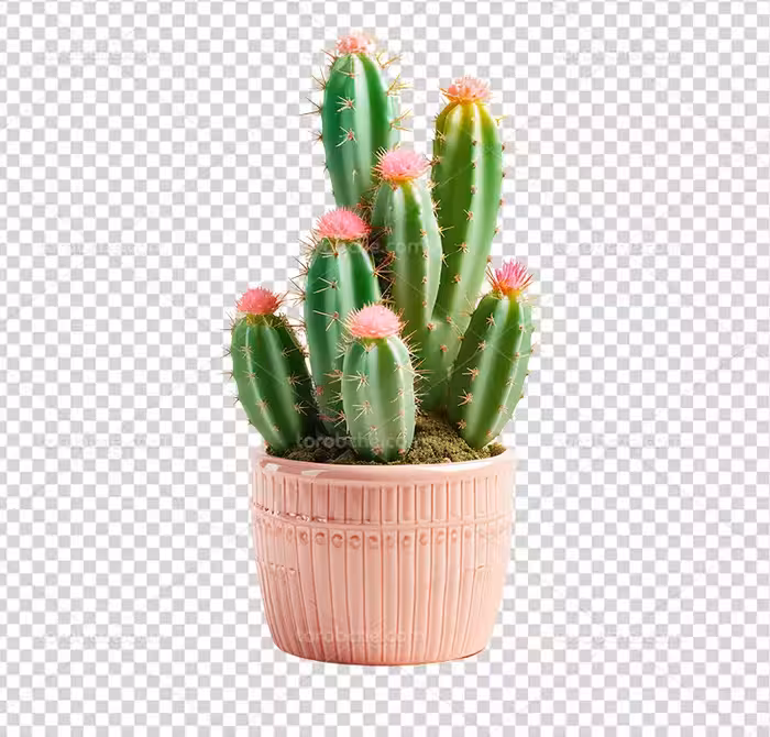 عکس PNG گلدان کاکتوس | گرافیک با طعم تربچه