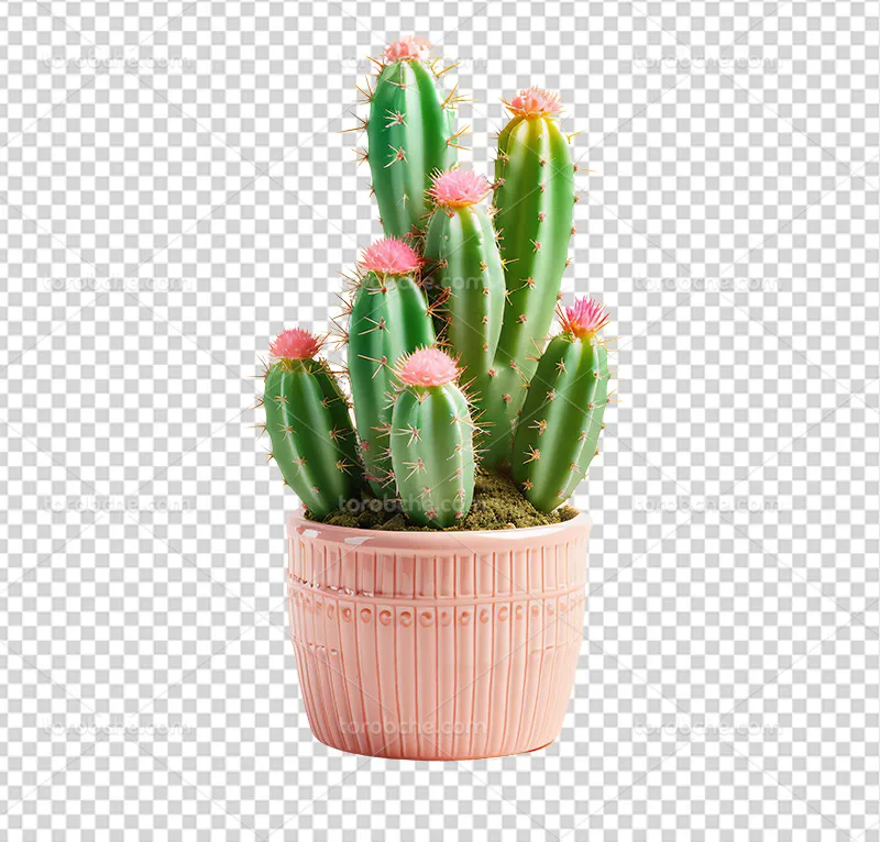 عکس PNG گلدان کاکتوس | گرافیک با طعم تربچه