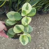 قاشقی ژاپنی(هزینه ارسال بصورت پس کرایه بعهده مشتریست)