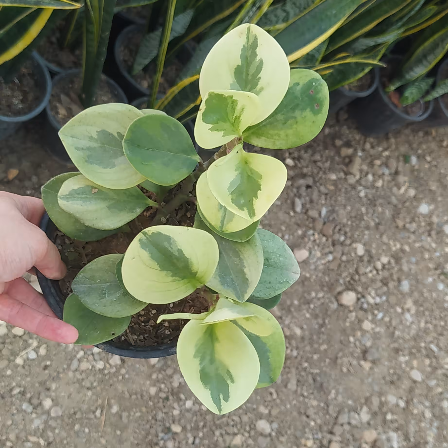 قاشقی ژاپنی(هزینه ارسال بصورت پس کرایه بعهده مشتریست)