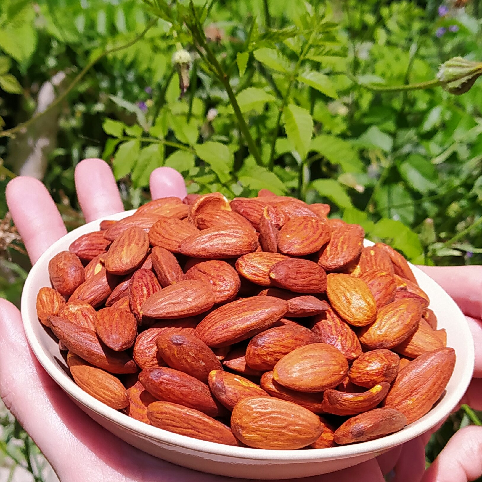 بادام درختی اعلا