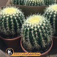 بذر کاکتوس Echinocactus Grusonii