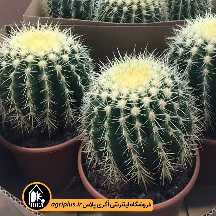 بذر کاکتوس Echinocactus Grusonii