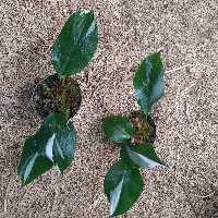 سرقلم  فلندرون پرنسس وایت 