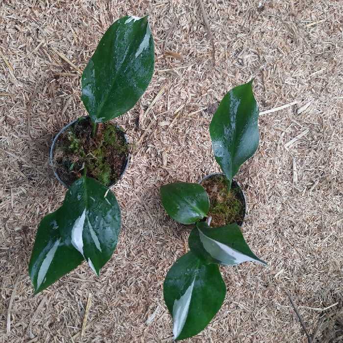 سرقلم  فلندرون پرنسس وایت 