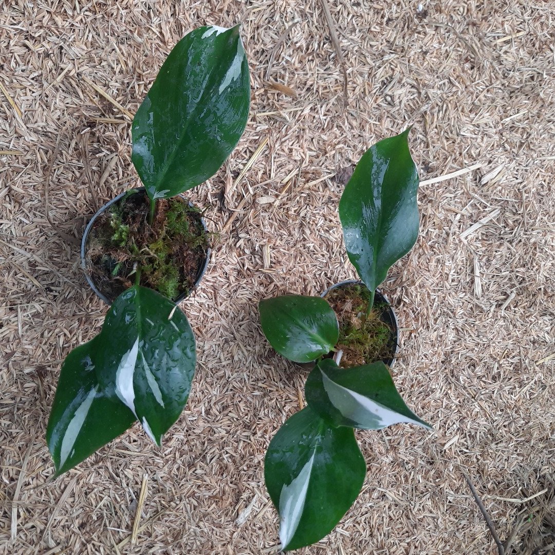 سرقلم  فلندرون پرنسس وایت 