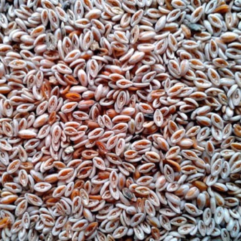 اسفرزه 200 گرمی پاک شده