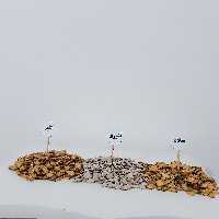 تخمه هندوانه کلاله در3مدل به دلخواه (گلپرُ تنوری و ساده) 
ارسال با پست پیشتاز