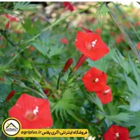 بذر گل نیلوفر قرمز هلندی (Ipomoea Multifida Cardinal Climber) مولر