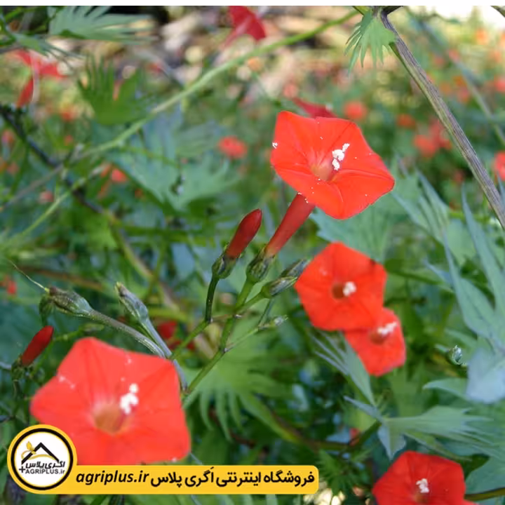 بذر گل نیلوفر قرمز هلندی (Ipomoea Multifida Cardinal Climber) مولر