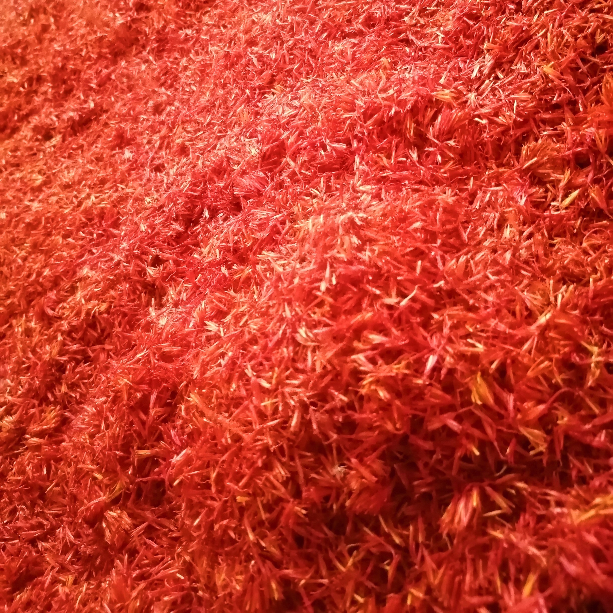 گلرنگ یا کاجیره 250 گرمی کشت سال ارگانیک ودستچین سایه خشک شده 