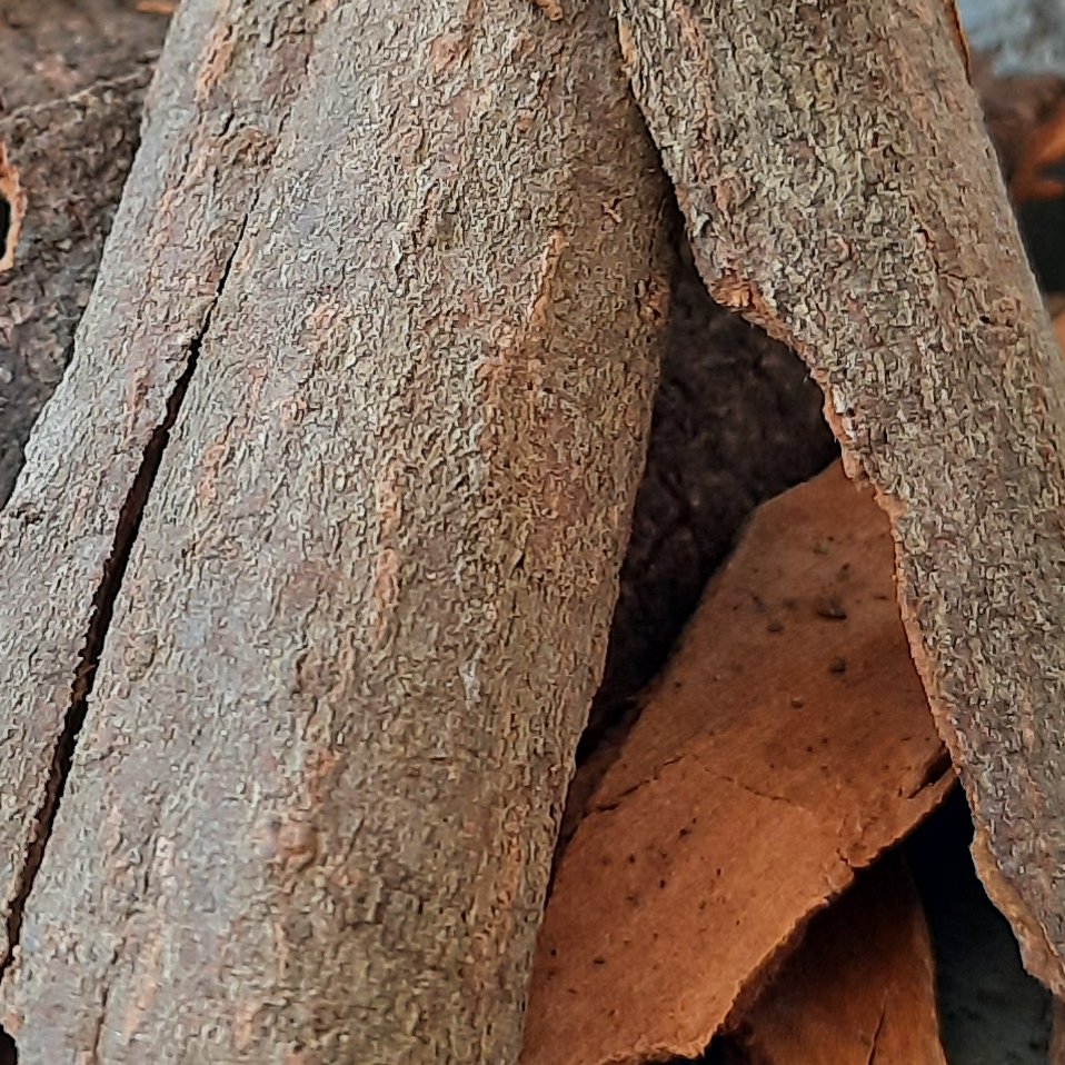 چوب دارچین معمولی