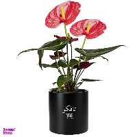 گل طبیعی انتوریوم تافکو مدل Z