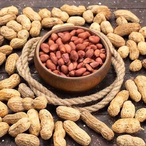 بادام زمینی درجه 1 -آستانه اشرفیه-