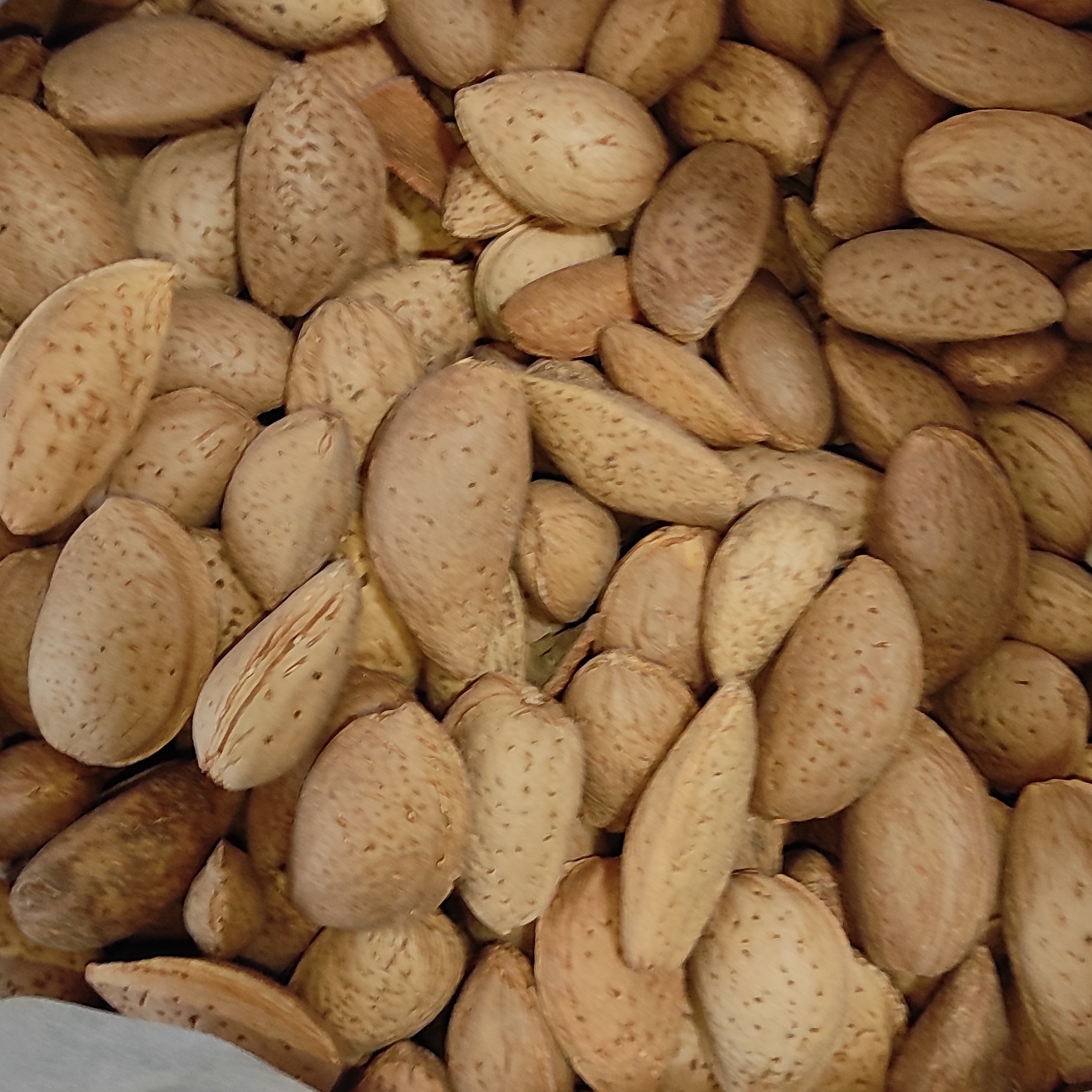 بادام سنگی درختی بروجرد