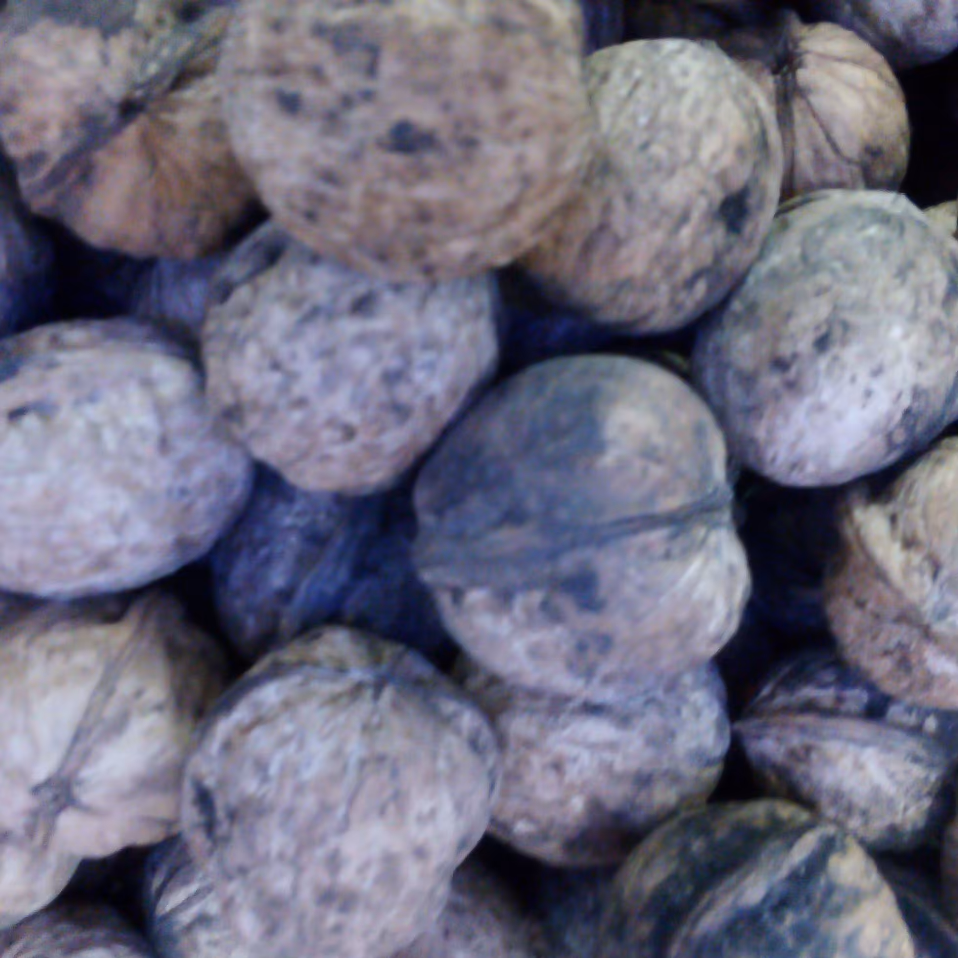 گردو ایرانی درجه دو