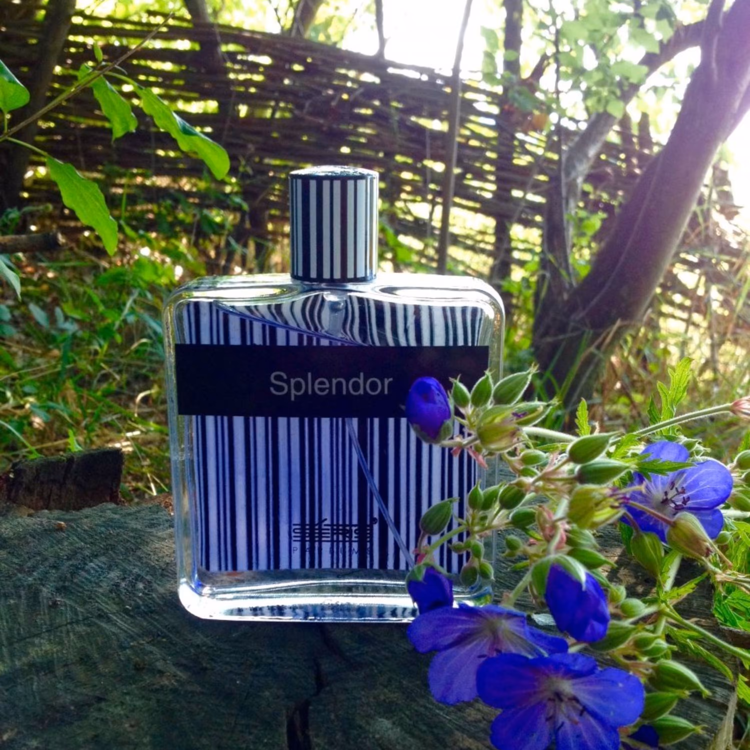 عطر اسپلندور بلک 3 گرمی