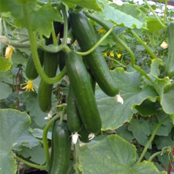 بذر خیار درختی 