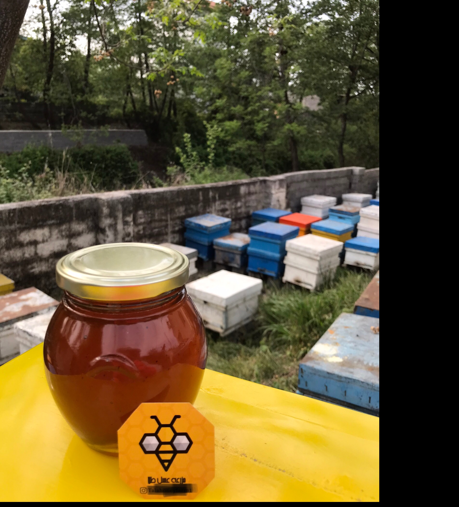 عسل طبیعی گلهای وحشی کوهستان پَک 400 گرمی