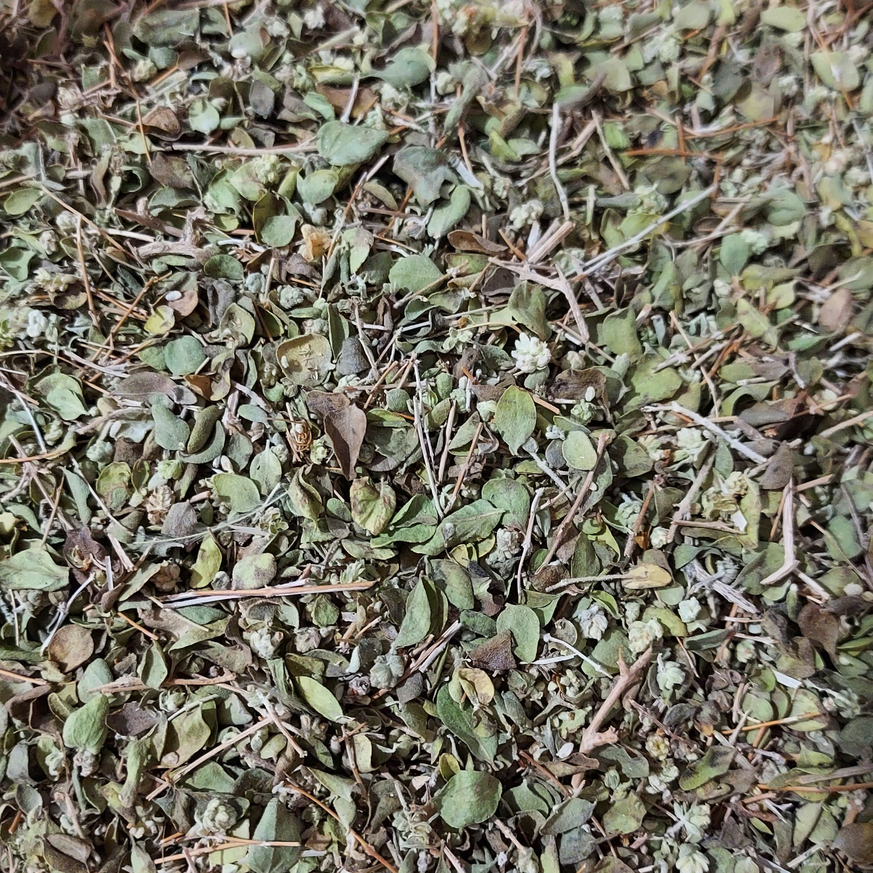 آویشن شیرازی 500 گرم