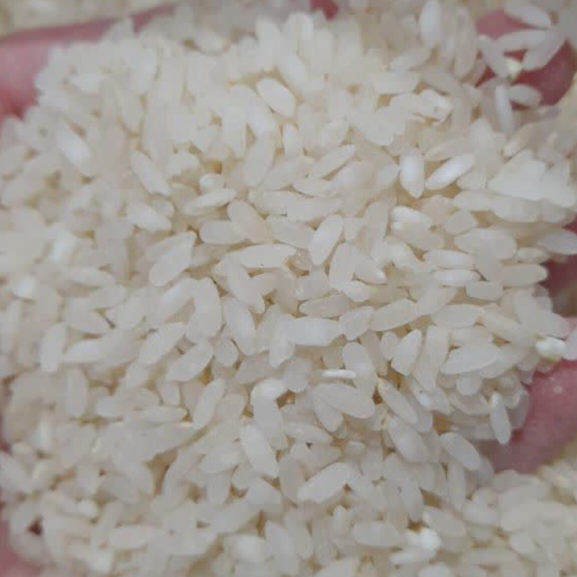 برنج کامفیروزی بُندار درجه یک 5کیلوگرمی یک برنج ایرانی اصیل برای شمای ایرانی