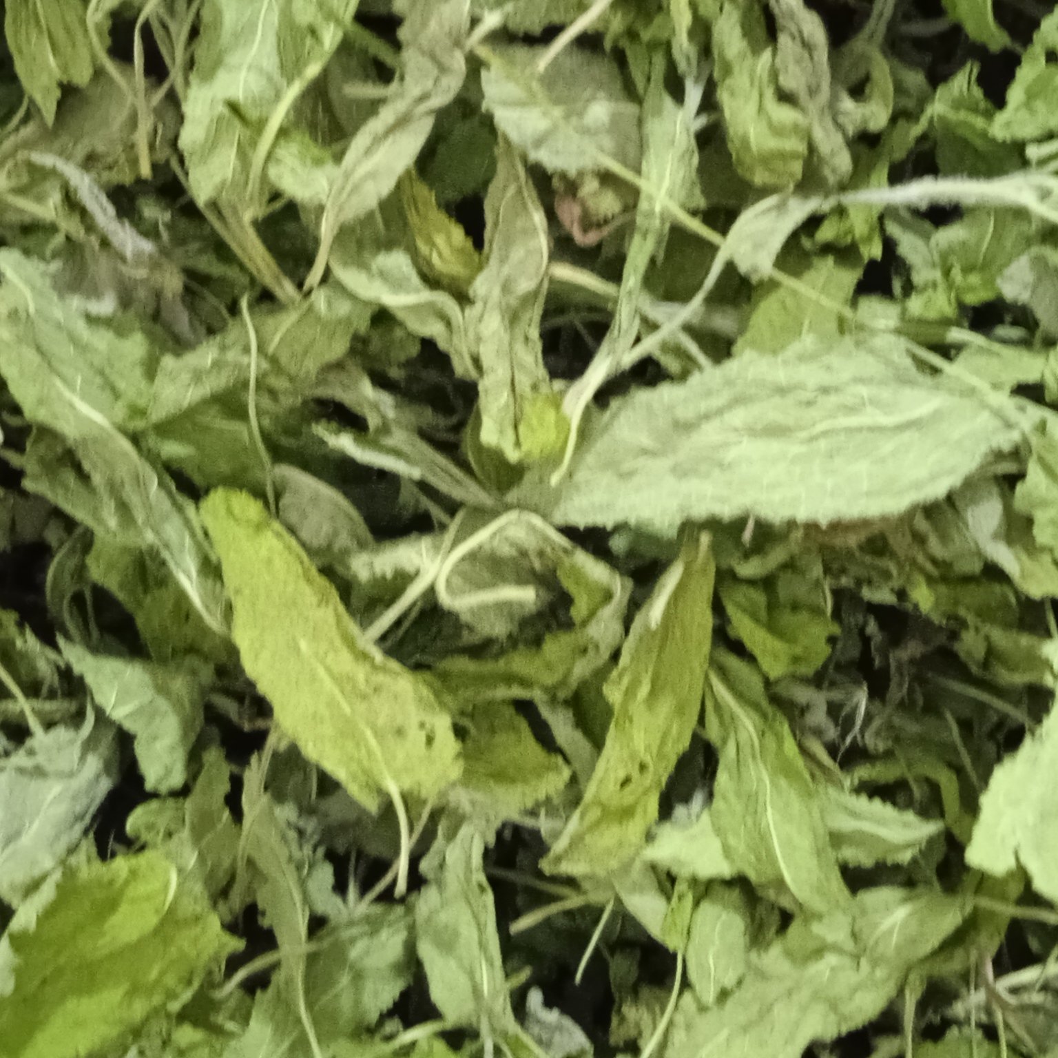 مریم گلی خشک شده اعلا(محله گل وبلبل)250گرم محصول بهشت ایران زمین