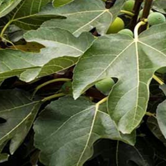 برگ انجیر با کیفیت(عرضه اولیه)