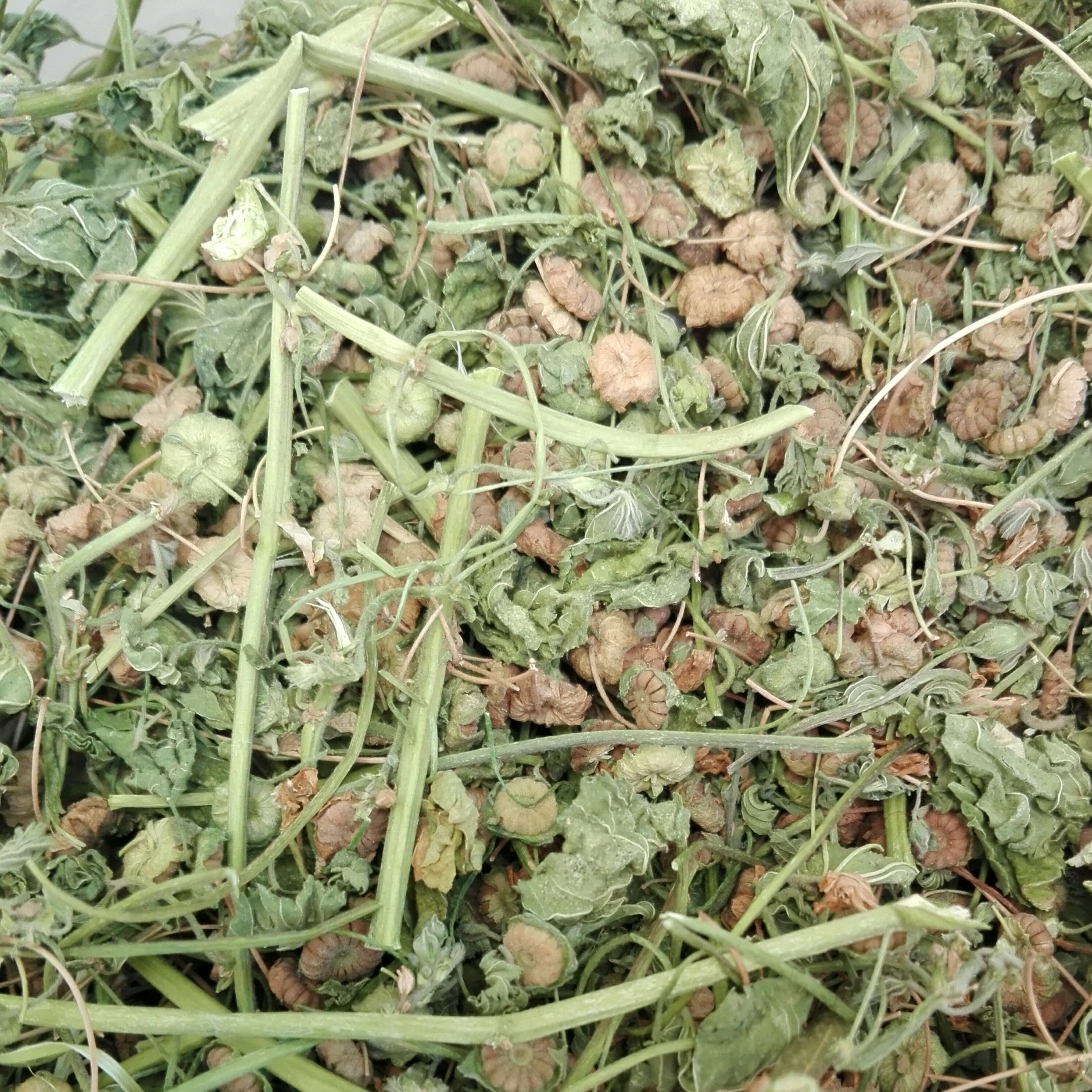 امن کومن جی(پنیرک آذربایجان)