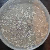 حلوا ارده تبریزی میکس (شکر قهوه ای و شکر سفید) با روغن ارده کنجد و کنجد و..