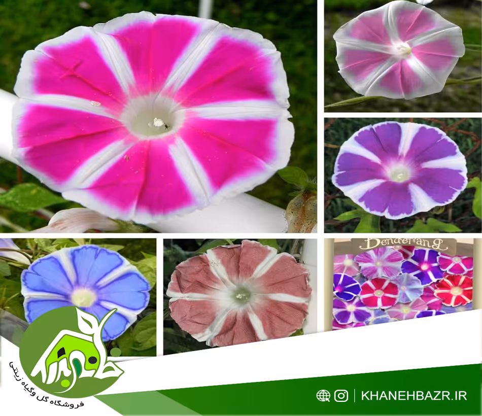 بذر پیچک فوجی Mount Fuji Mix lpomoea nil - خانه بذر | فروشگاه بذر وارداتی گل و گیاه زینتی 1404